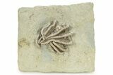 Fossil Crinoid (Agaricocrinus) - Crawfordsville, Indiana #263079-1